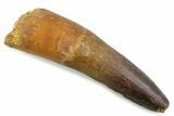 Real Spinosaurus Tooth - Large Dinosaur Tooth #373992-1